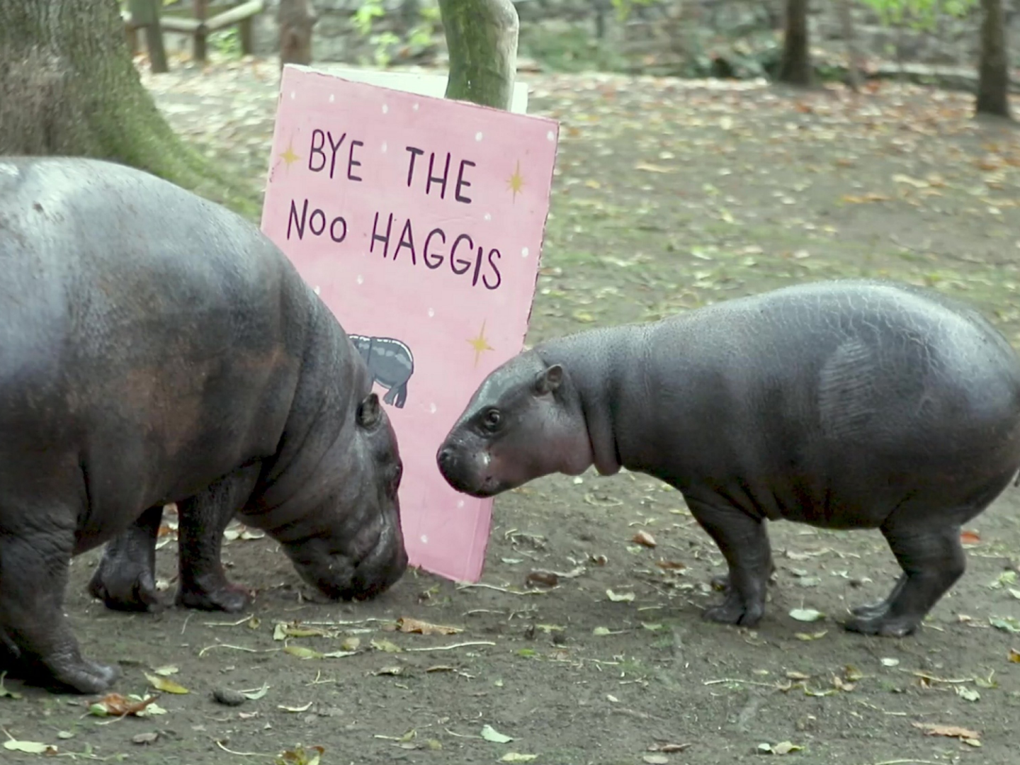 Zoo bids farewell to beloved pygmy hippo Haggis